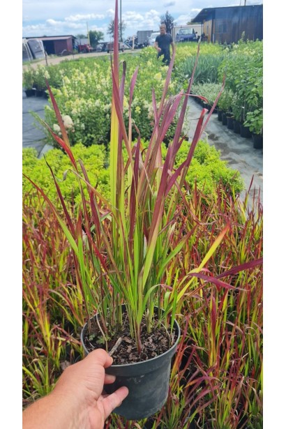 Імперата циліндрична Ред Барон - 3л/вис.40-60см/Ø15-20см